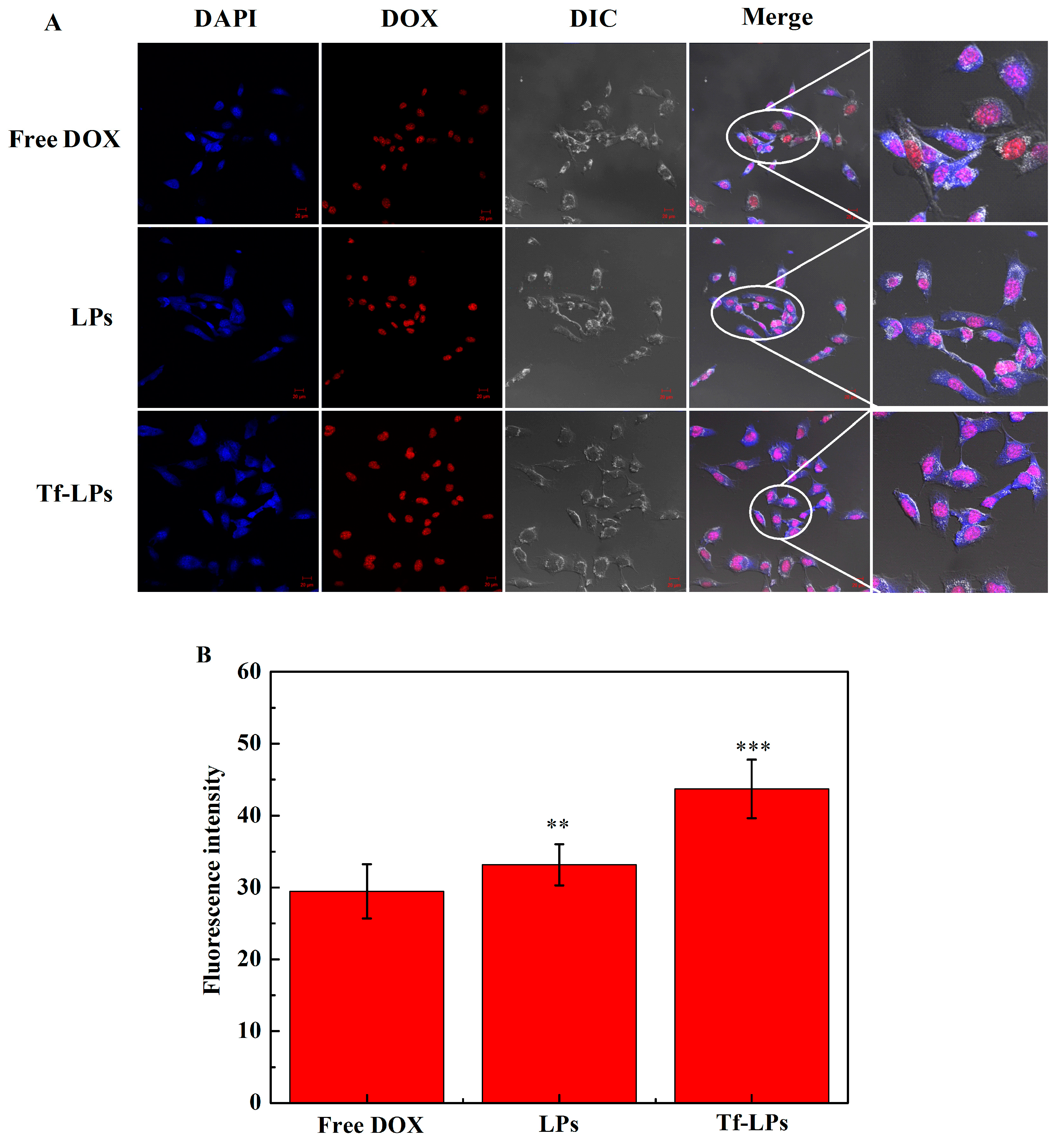 Molecules 24 03540 g004 Molecules 24 03540 g004