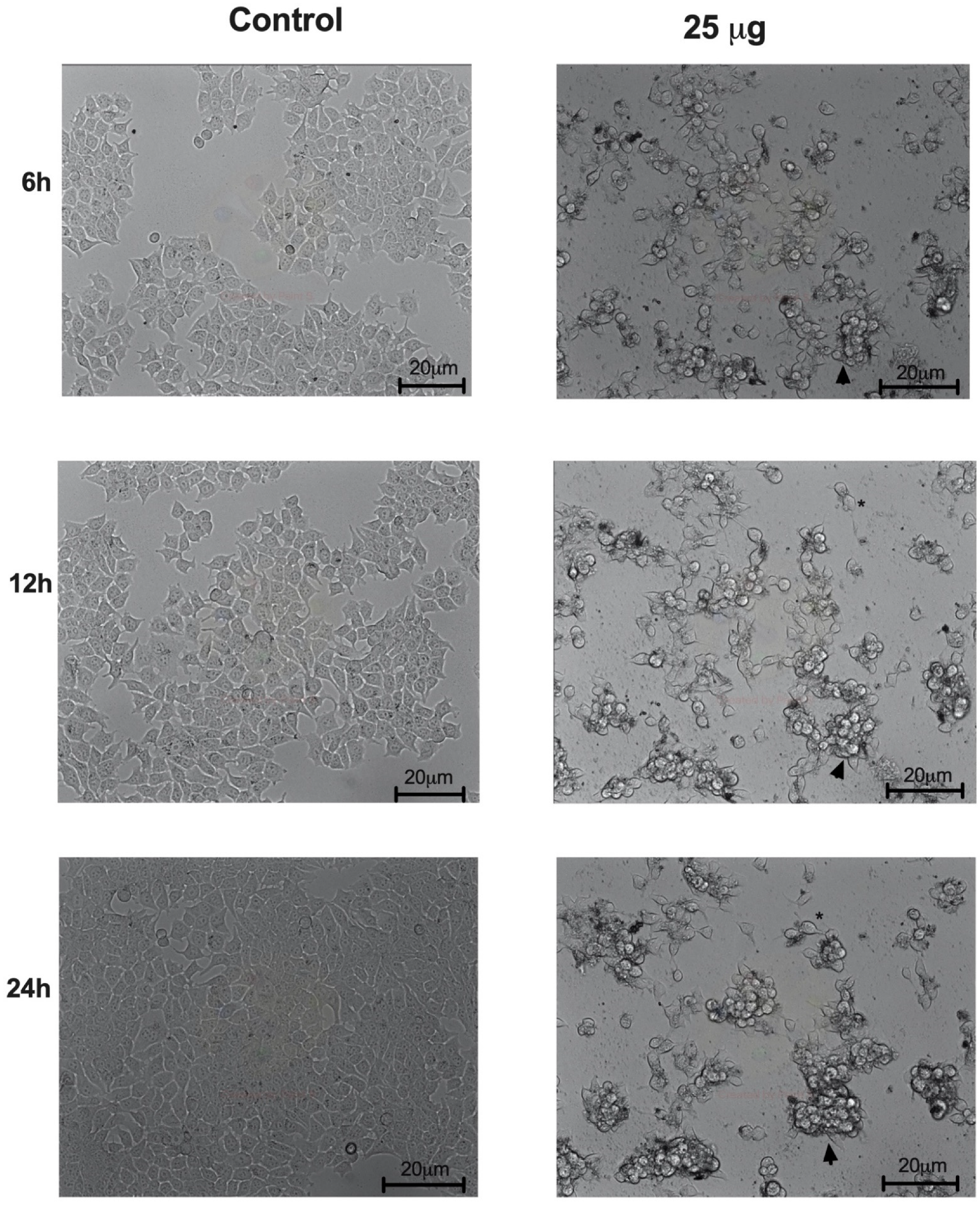 Molecules 26 03546 g009