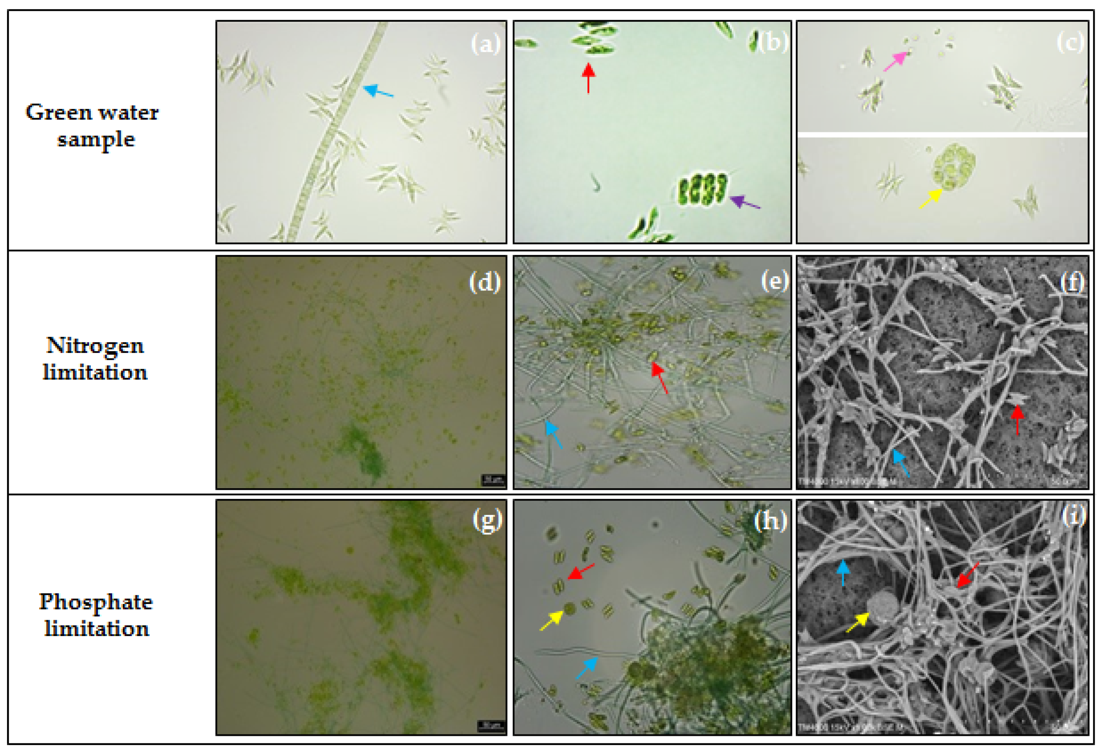 Molecules 26 07613 g001