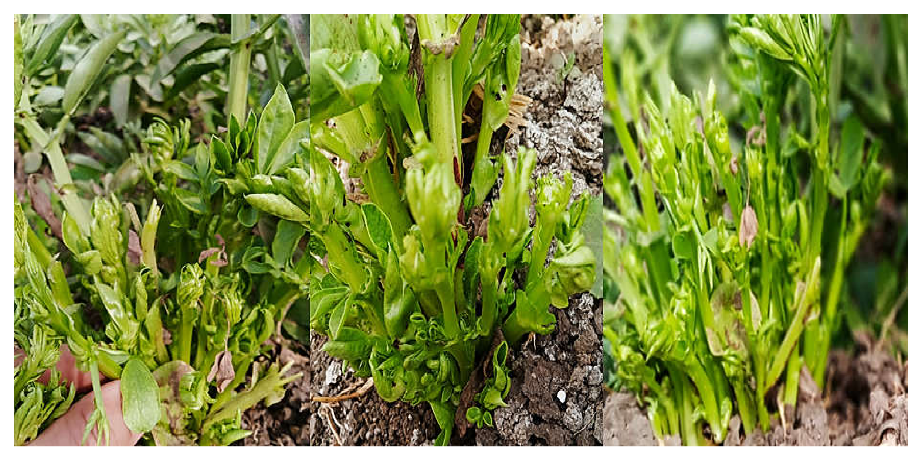 Molecules 27 01467 g001