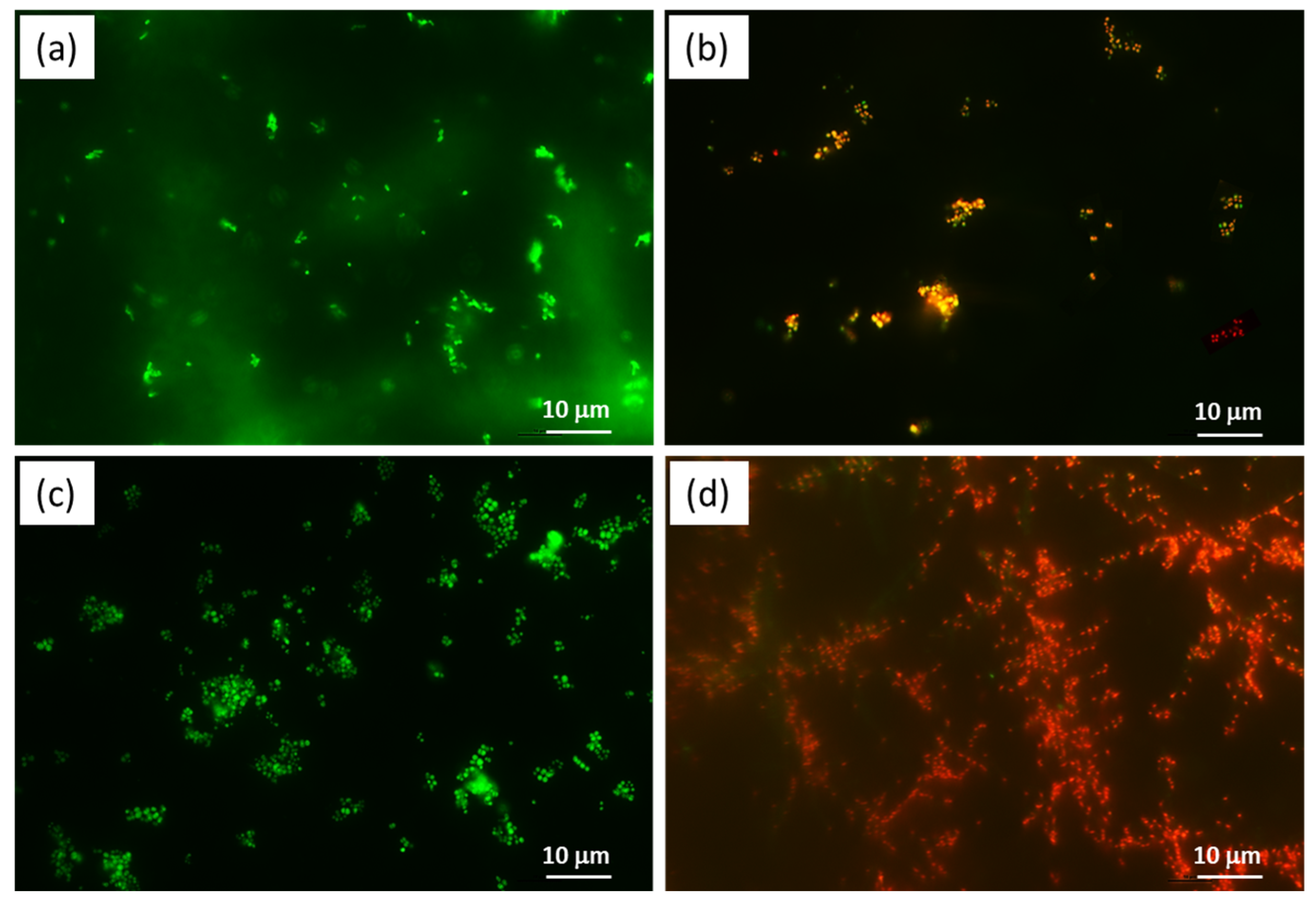 Molecules 28 06160 g004