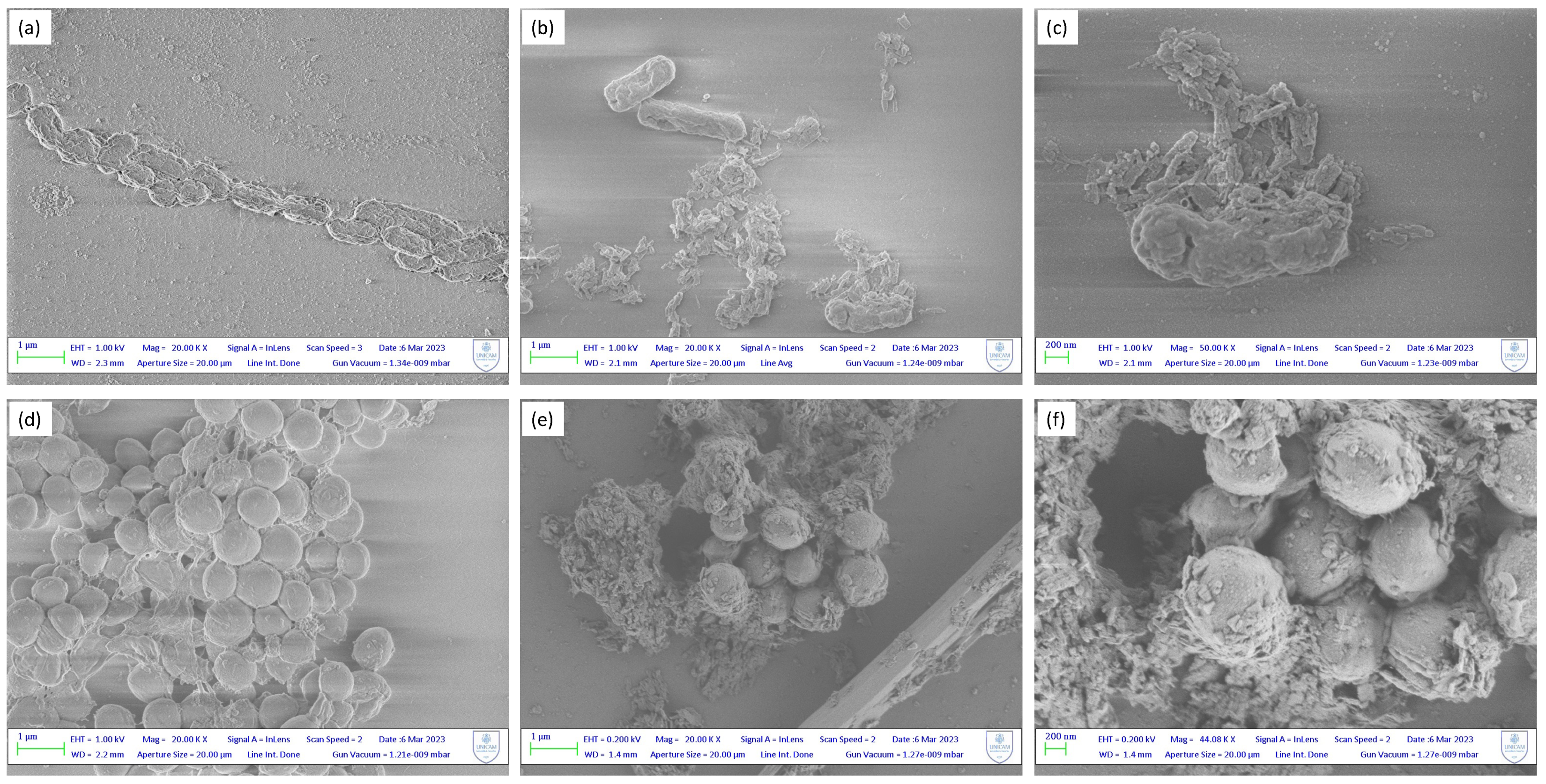 Molecules 28 06160 g005