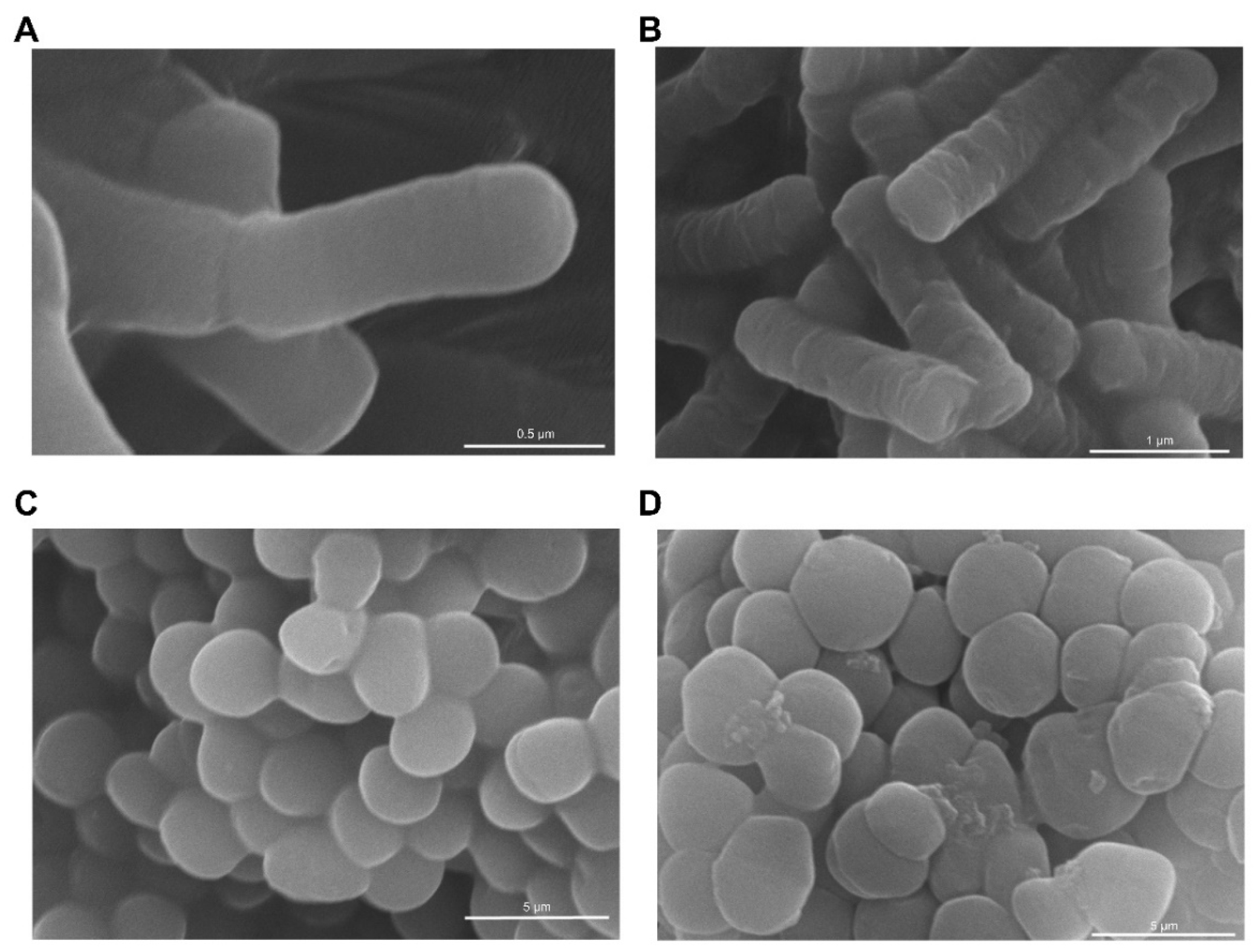 Molecules 29 01181 g007