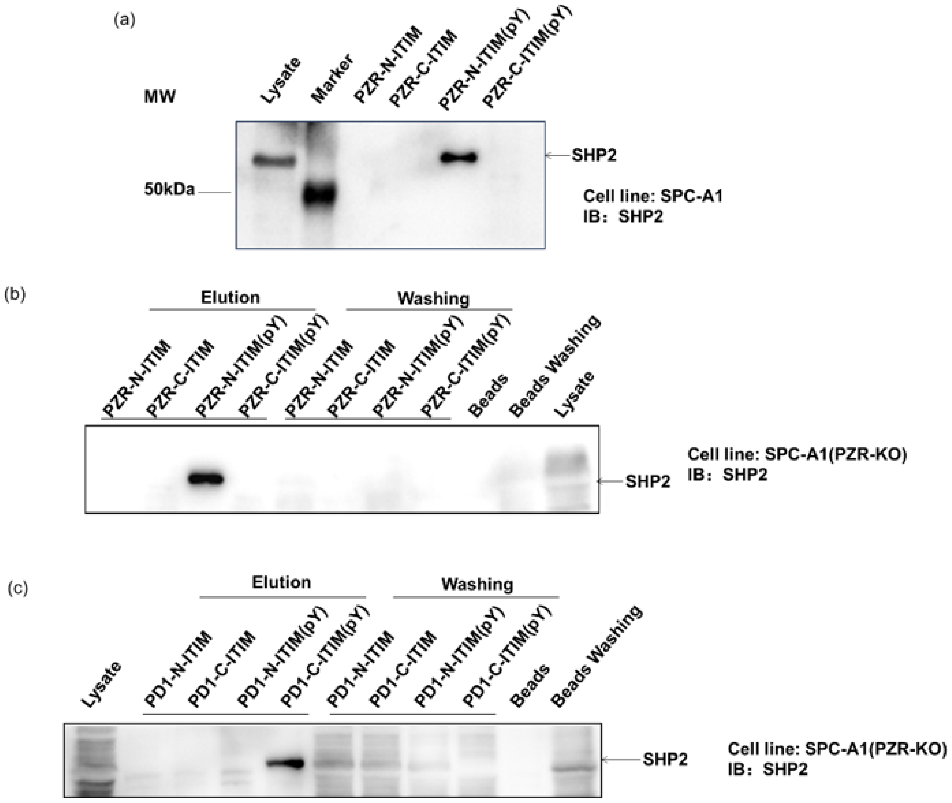 Molecules 29 01977 g002