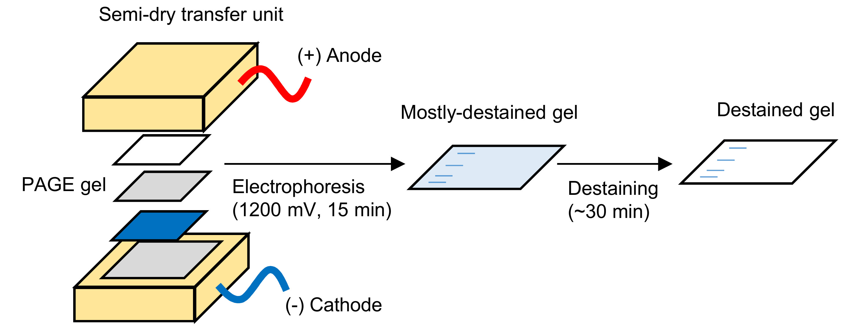 MPs Free FullText Rapid Electrophoretic Staining and Destaining of