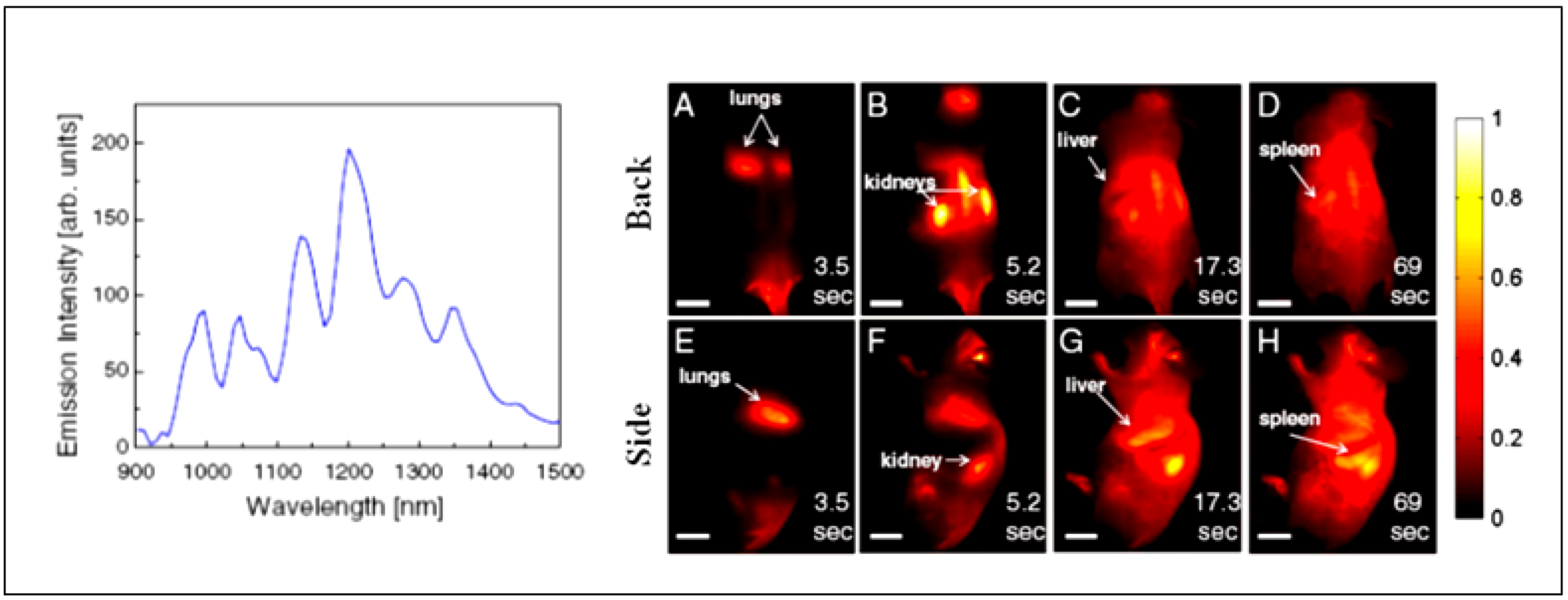 (a) Fluorescence images of NQO1-positive cancer cells NQO1 