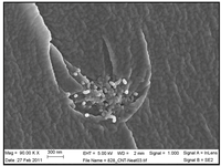 Nanomaterials 02 00348 g004 200