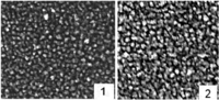 Nanomaterials 02 00366 g002 200