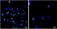 Nanomaterials 03 00086 g007 200