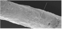 Nanomaterials 03 00242 g008 200