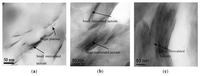 Nanomaterials 03 00550 g001 200