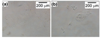 Nanomaterials 04 00319 g002 200