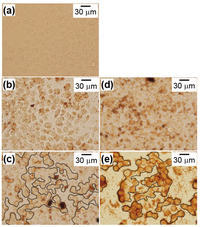 Nanomaterials 04 00319 g008 200