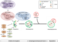 Nanomaterials 04 00548 g001 200
