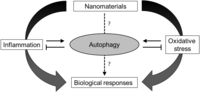 Nanomaterials 04 00548 g002 200