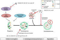 Nanomaterials 04 00548 g003 200