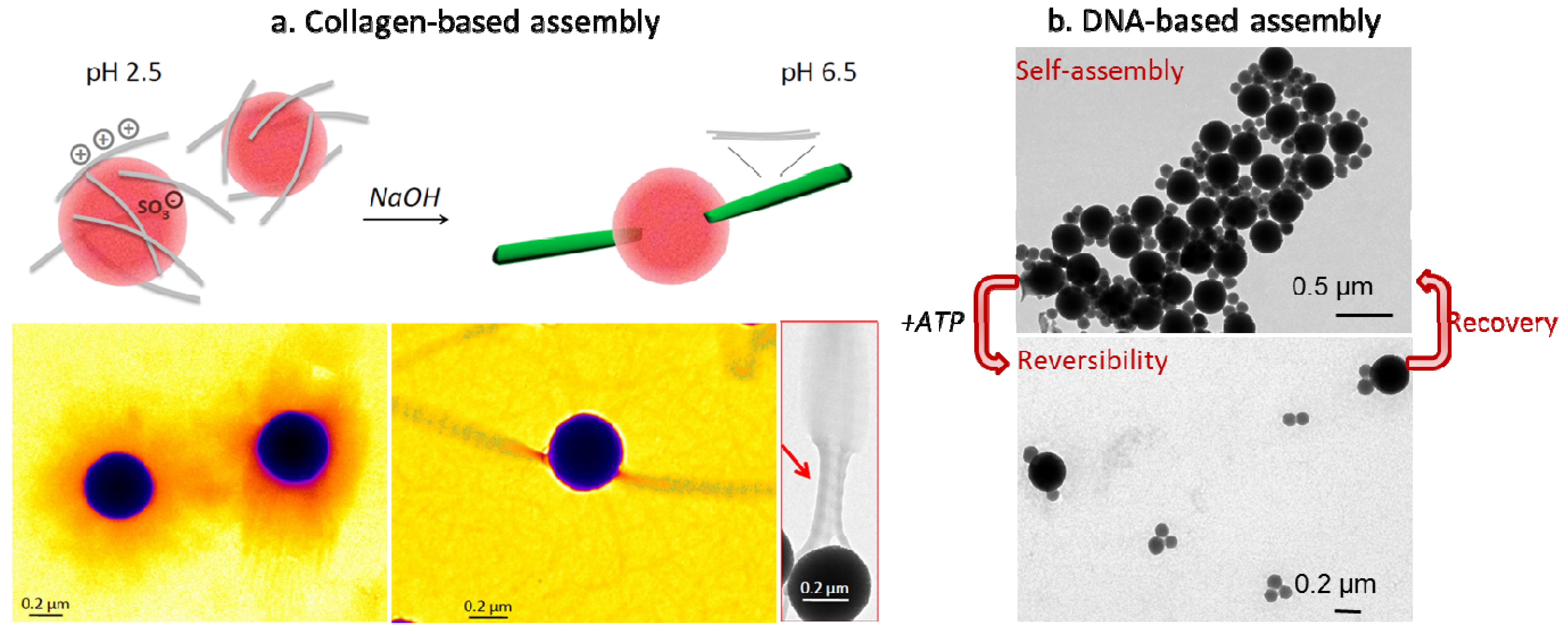 online imaging of diseases of