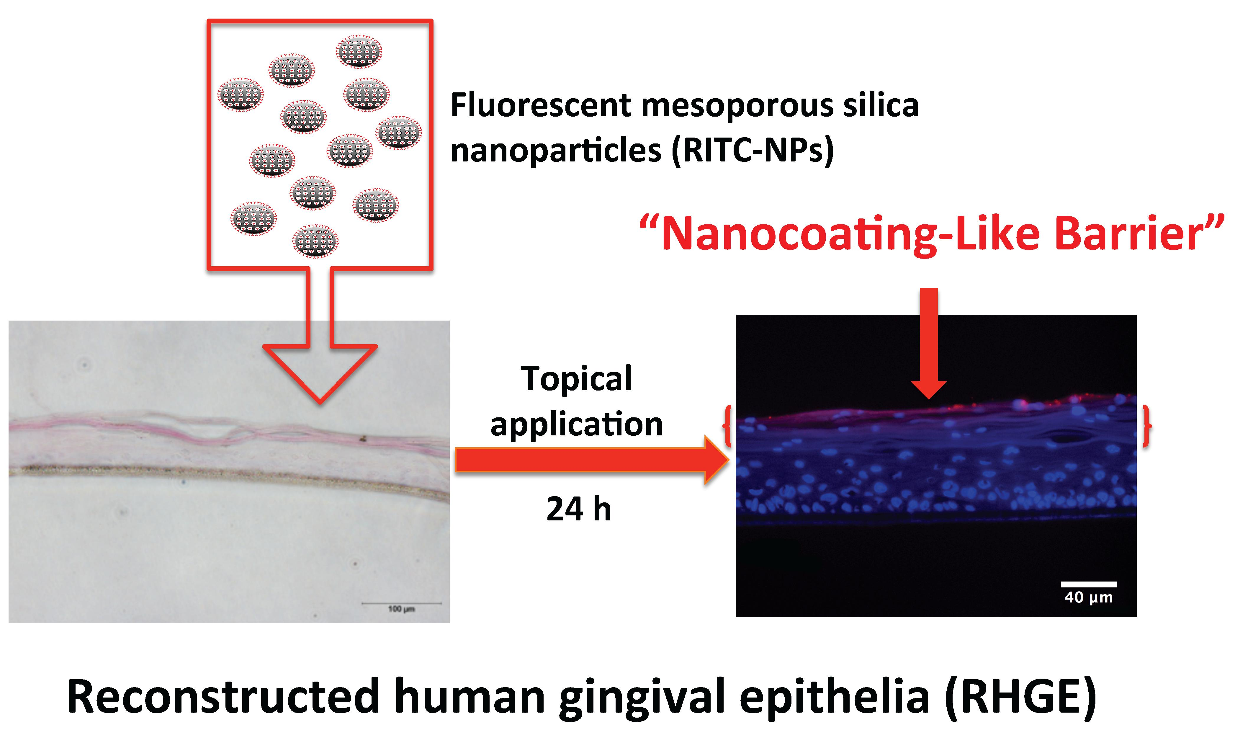 Nanomaterials Free FullText Cellular Interactions and Formation of