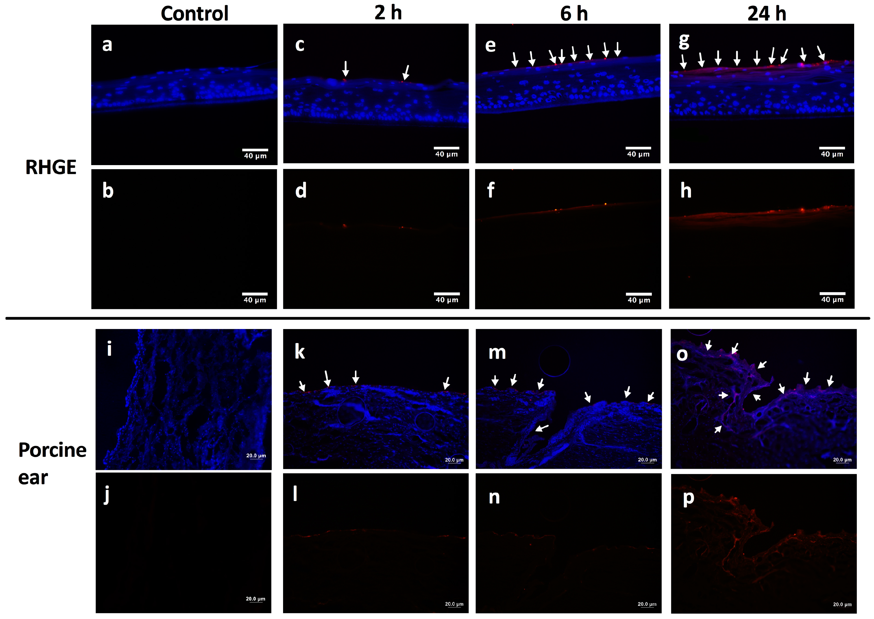 Nanomaterials 06 00192 g004