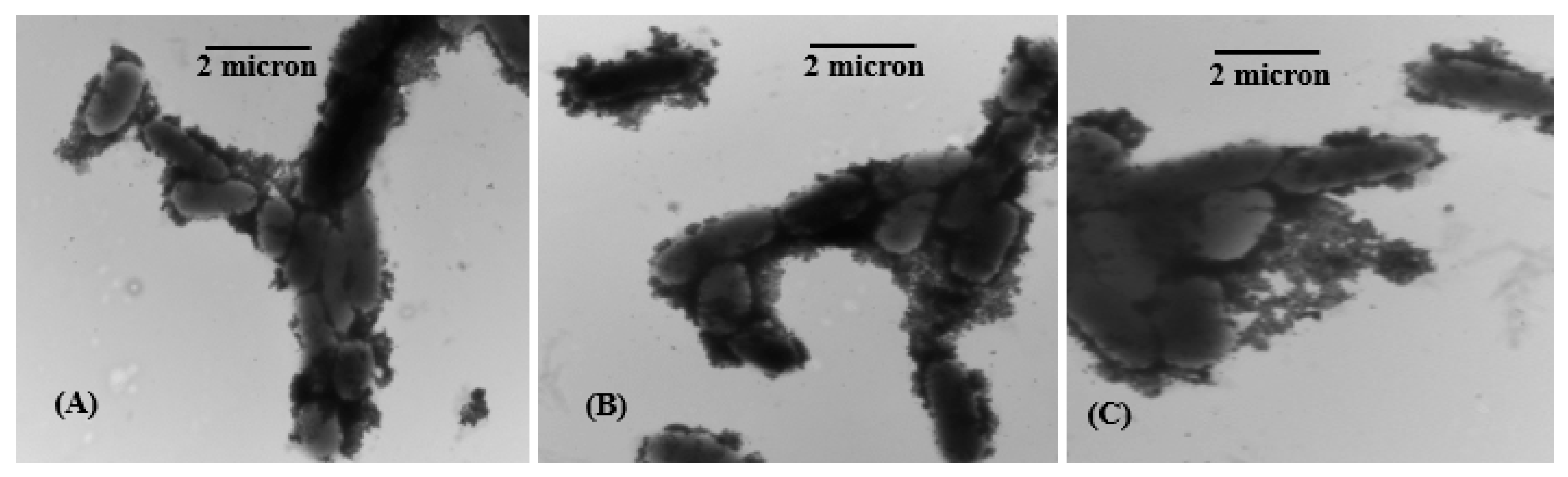 Nanomaterials 07 00296 g012