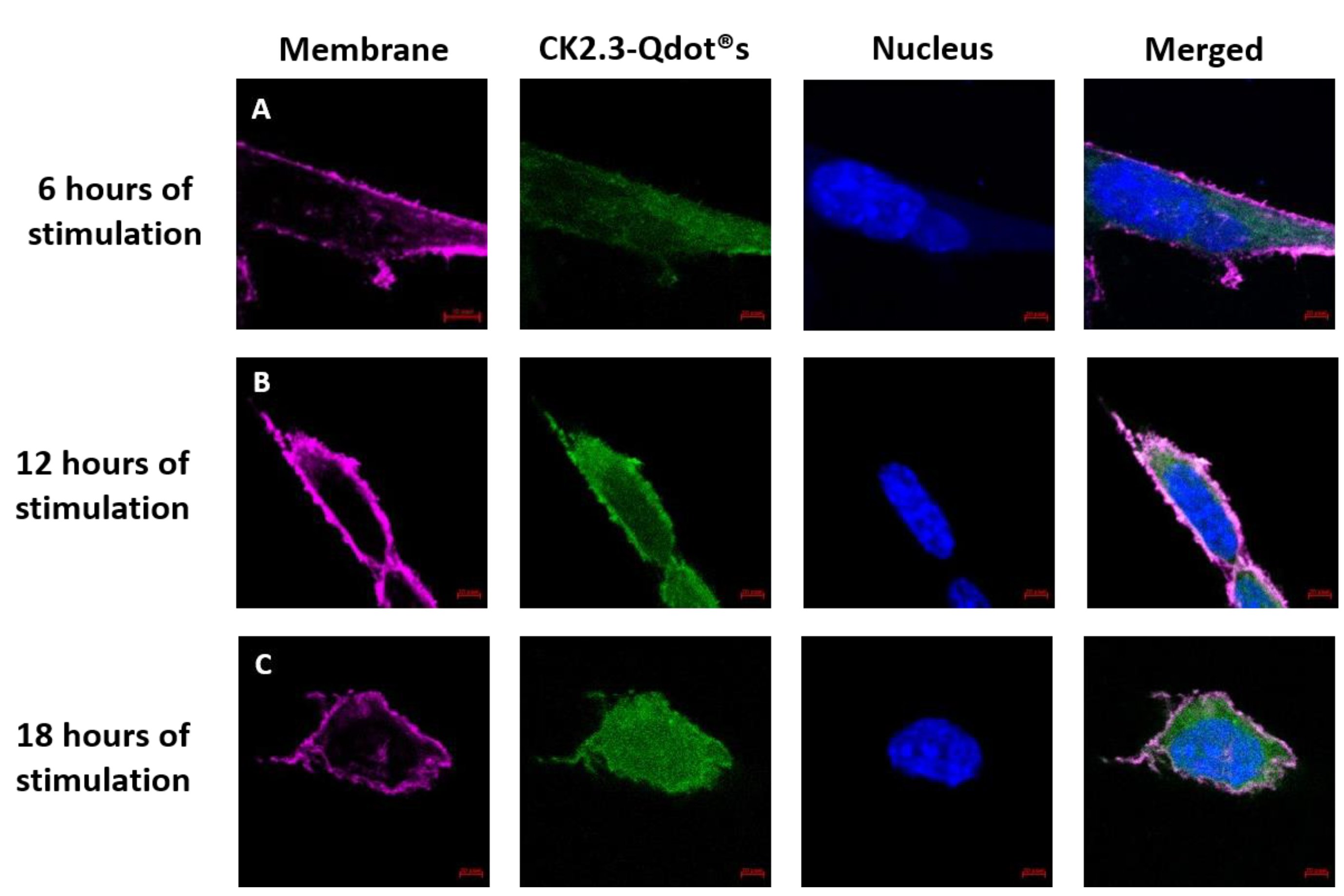 Nanomaterials 08 00513 g007