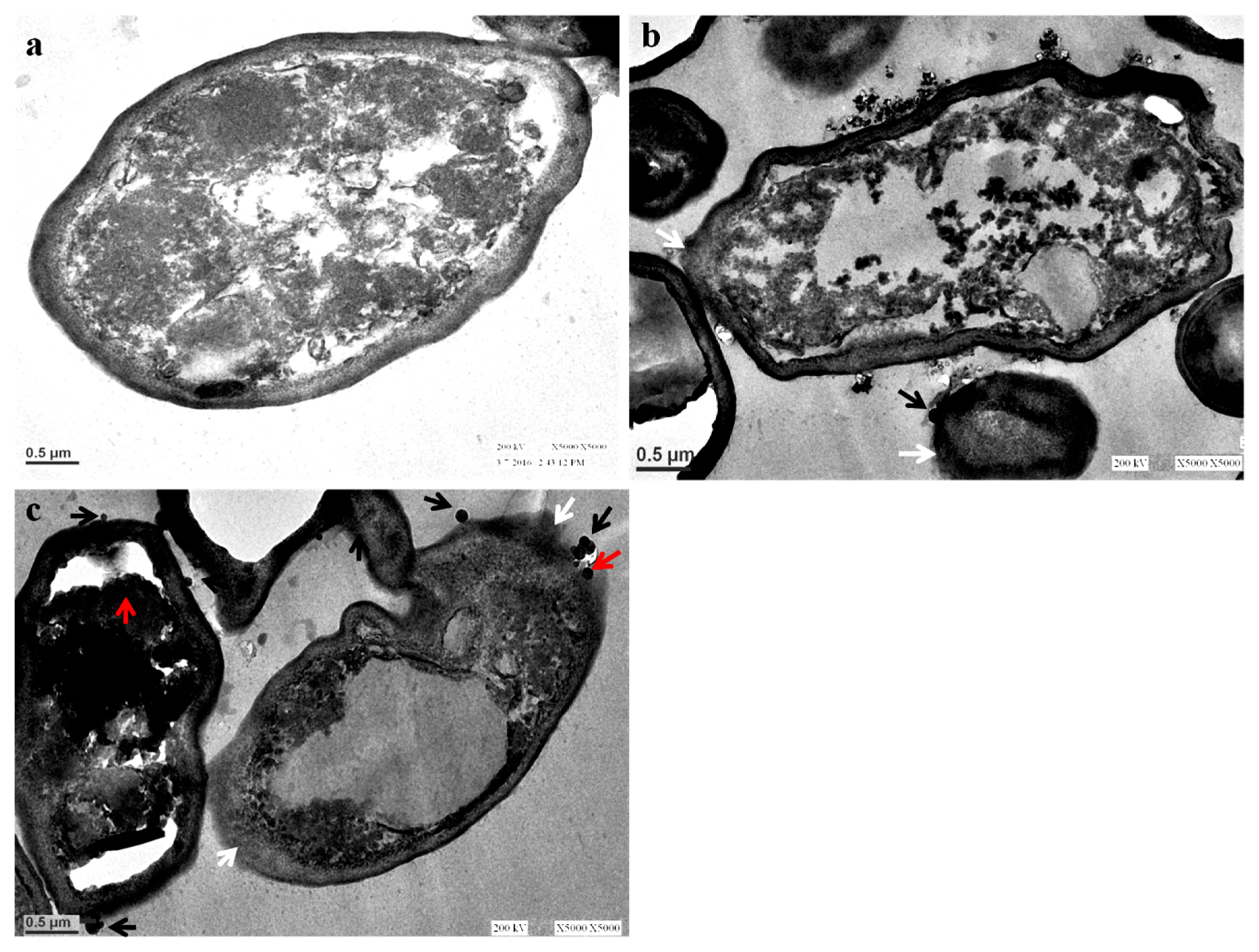 Nanomaterials 08 00586 g007