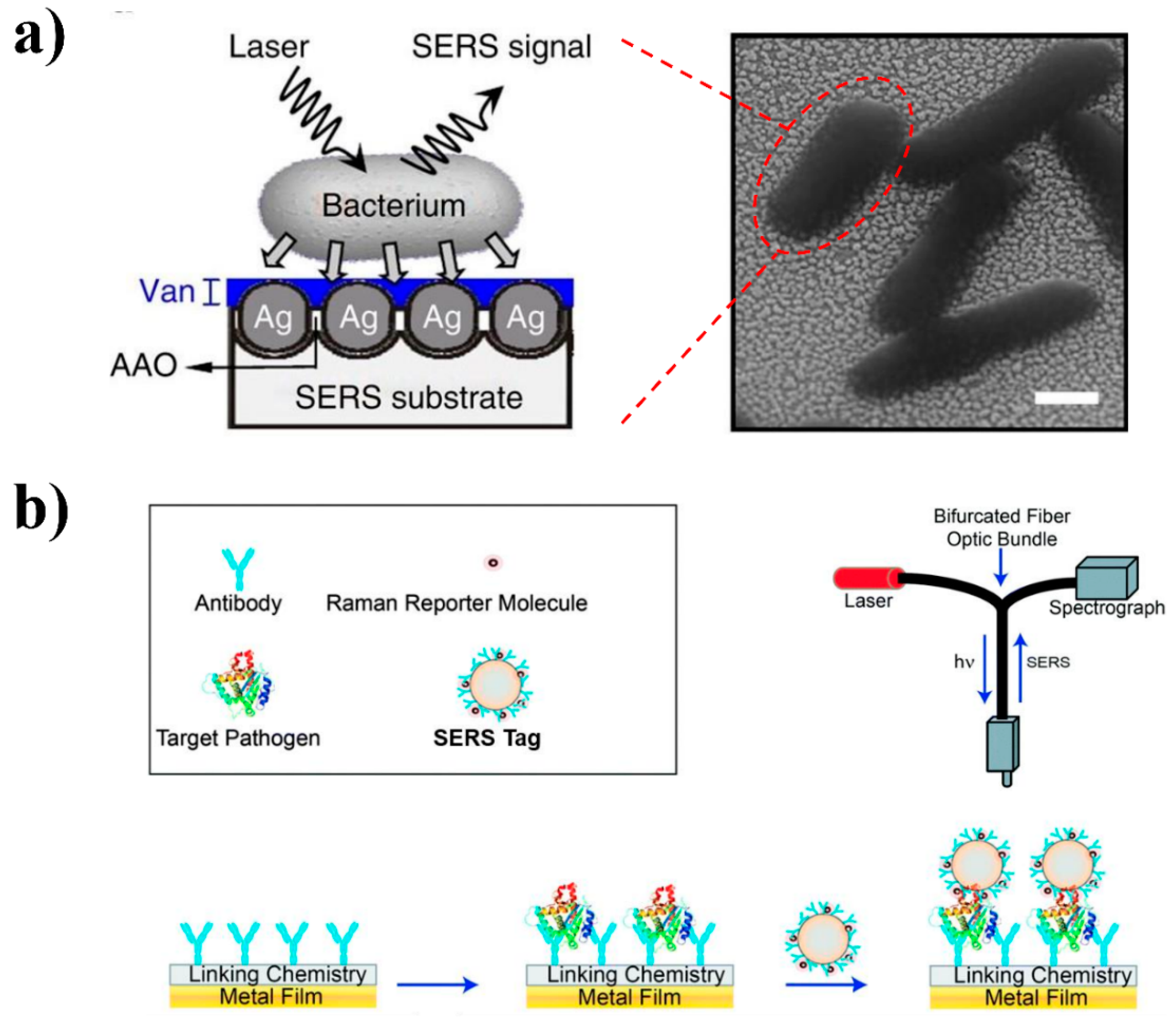 Nanomaterials 08 00762 g002