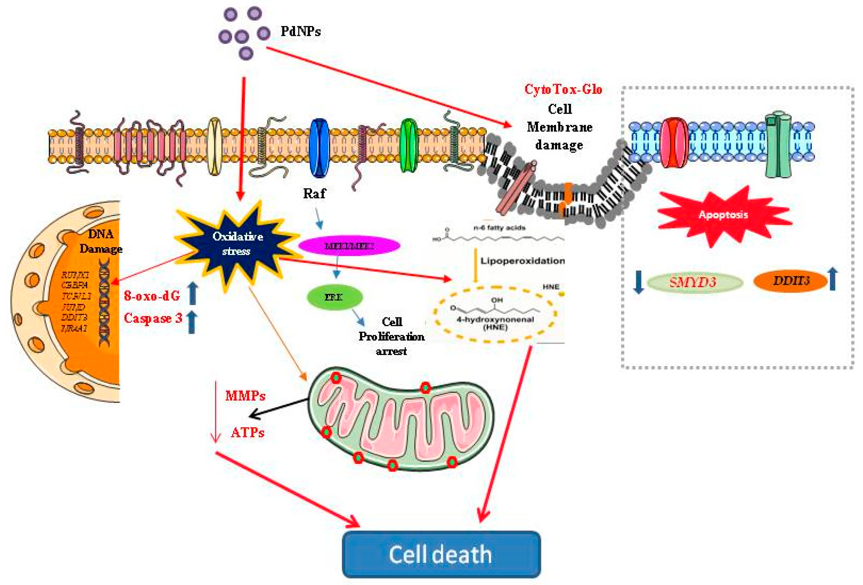 Nanomaterials 09 00787 g013