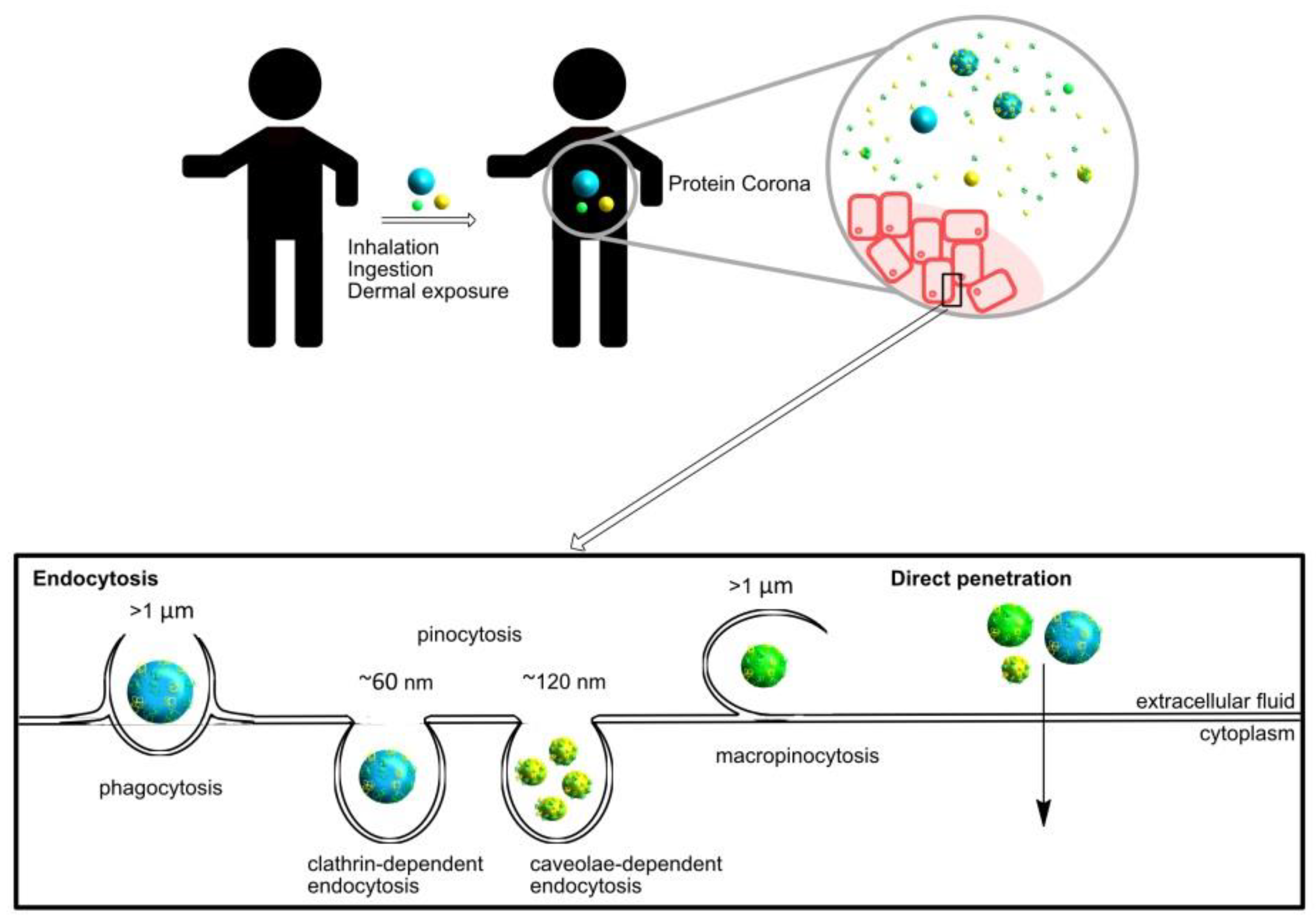 Nanomaterials 09 01365 g001 Nanomaterials 09 01365 g001