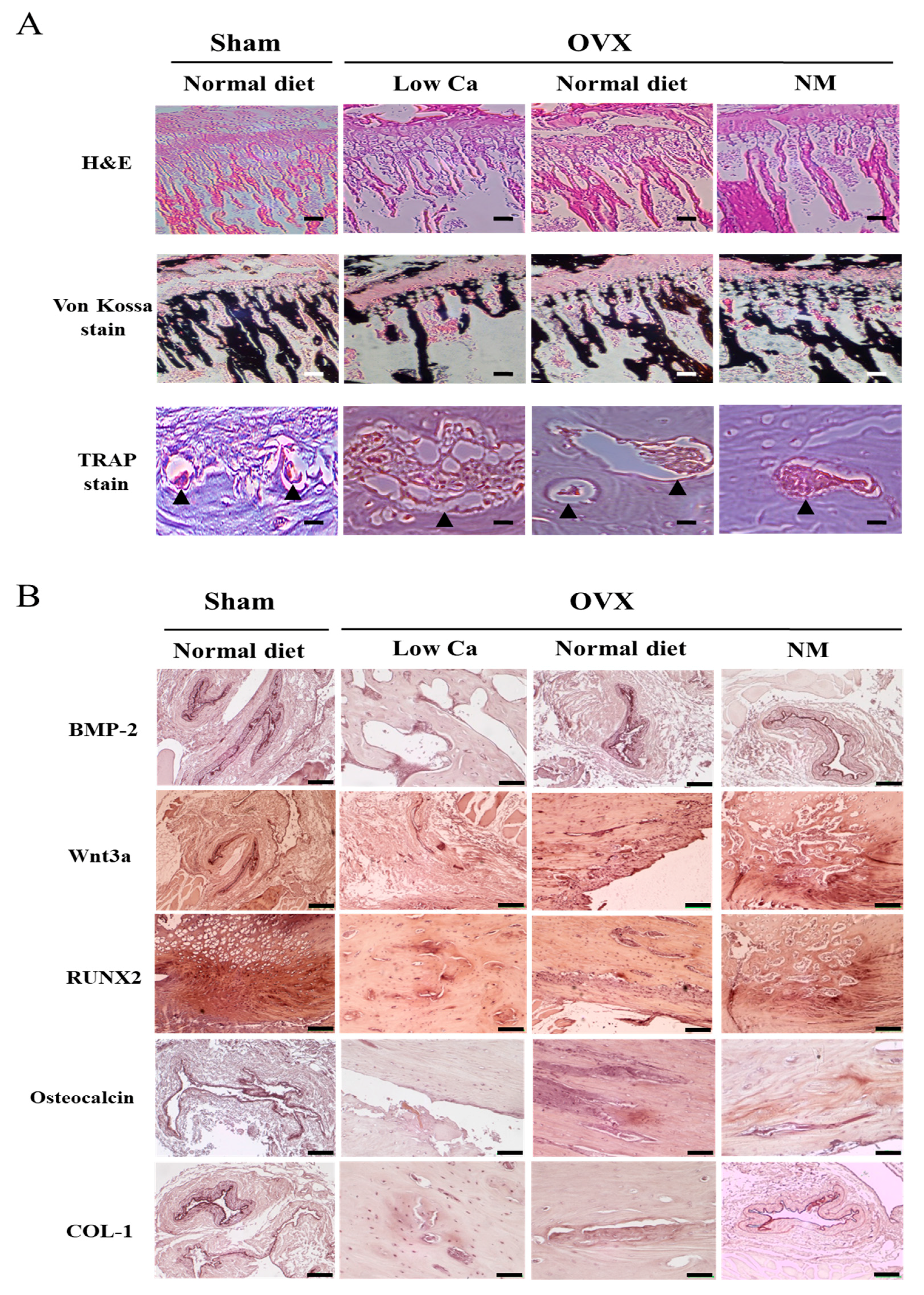 Nanomaterials 10 00230 g006