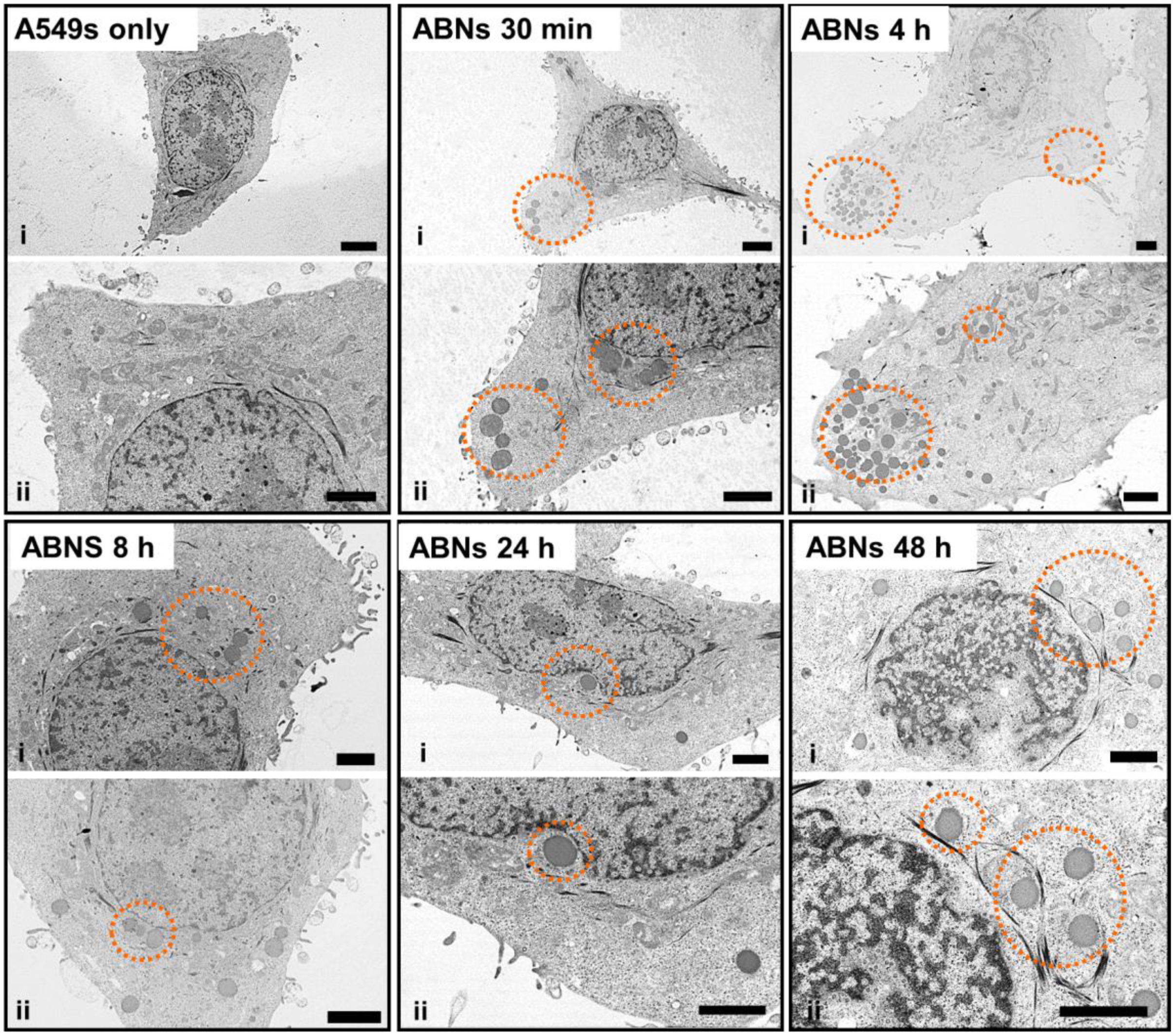 Nanomaterials 10 00612 g005