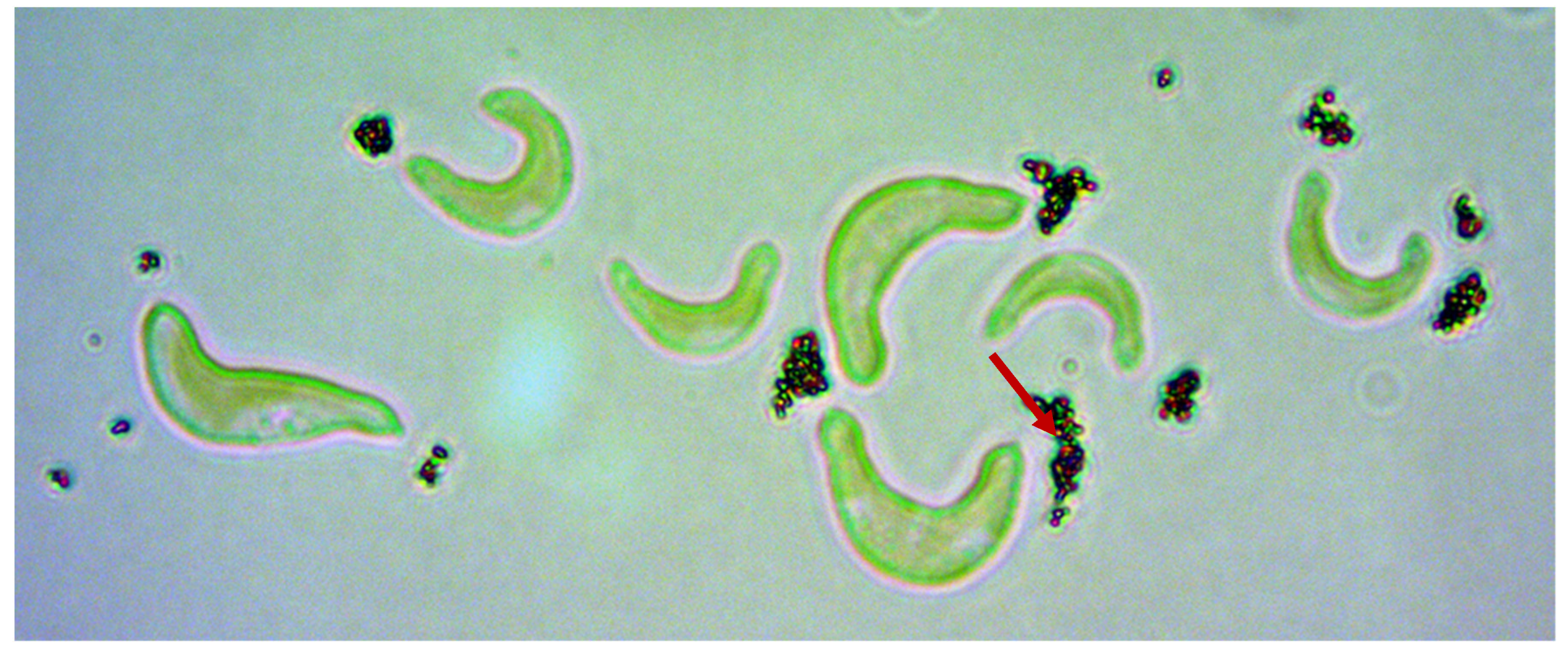 Nanomaterials 10 01021 g003