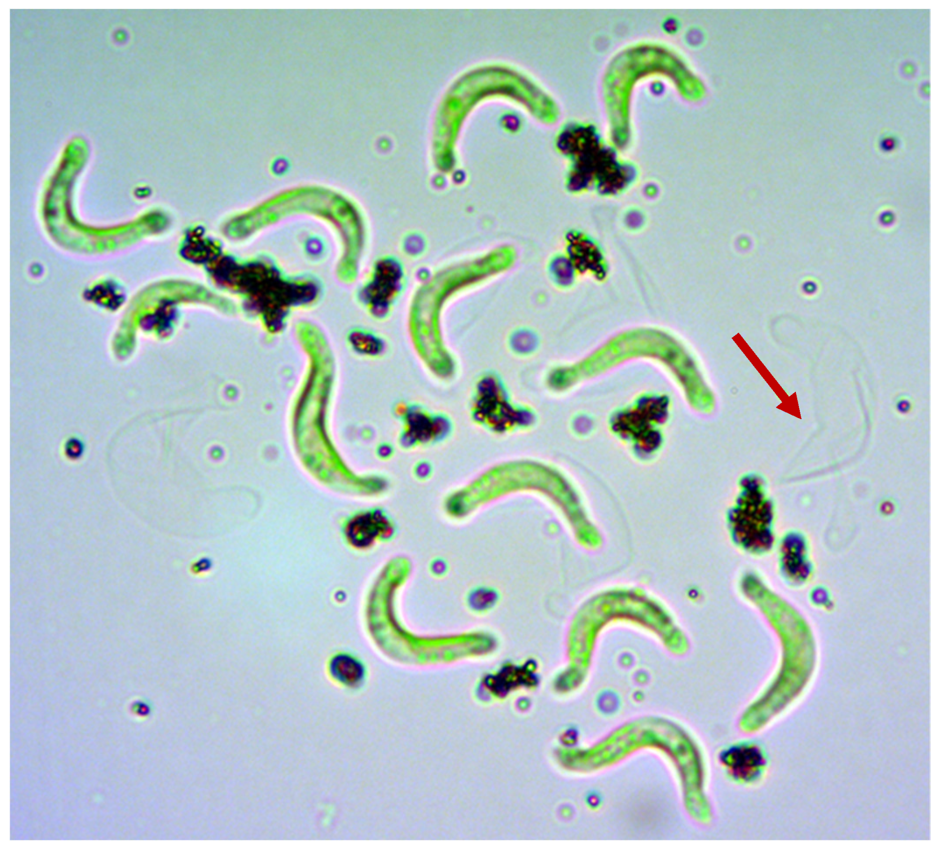 Nanomaterials 10 01021 g004