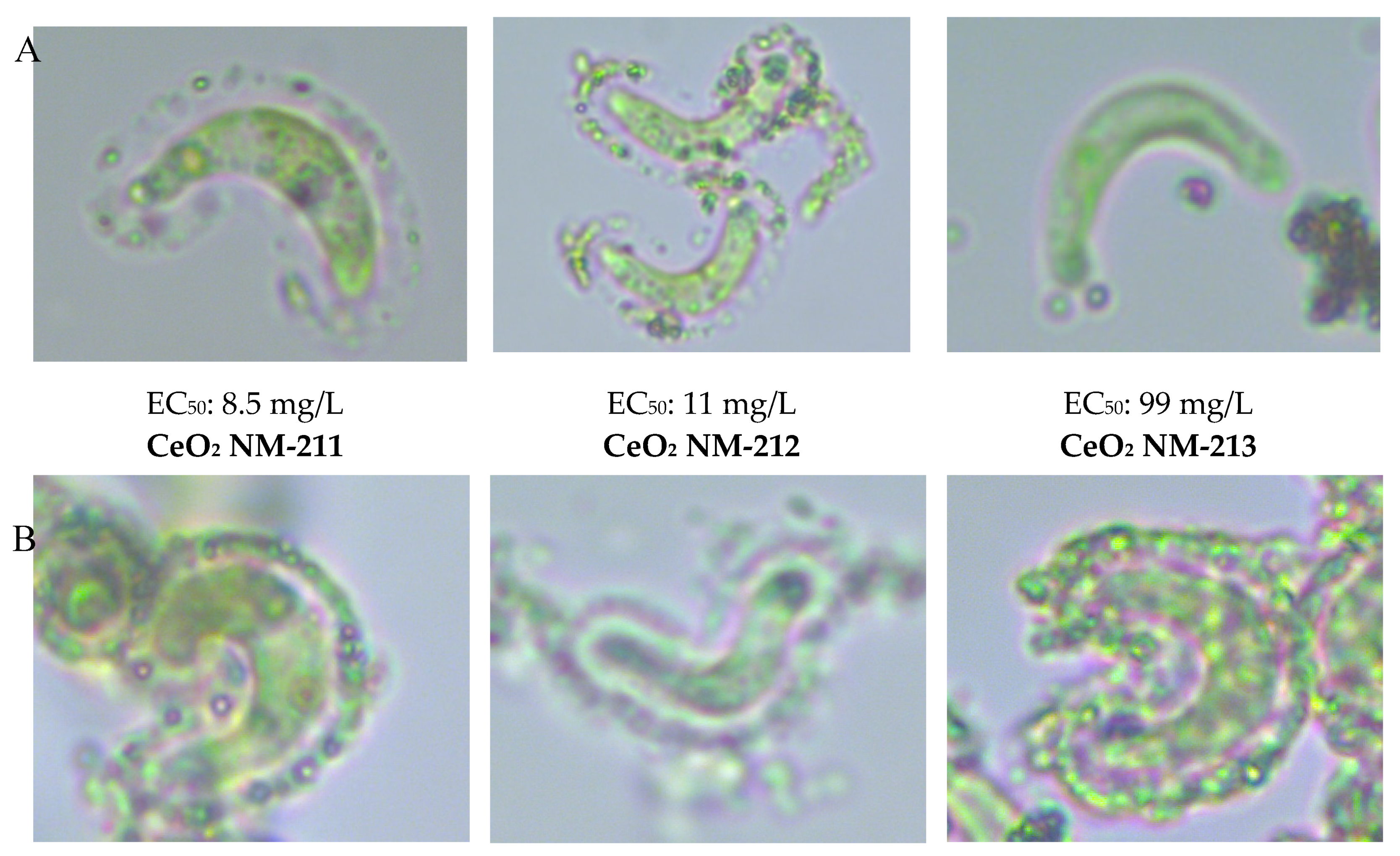 Nanomaterials 10 01021 g007a