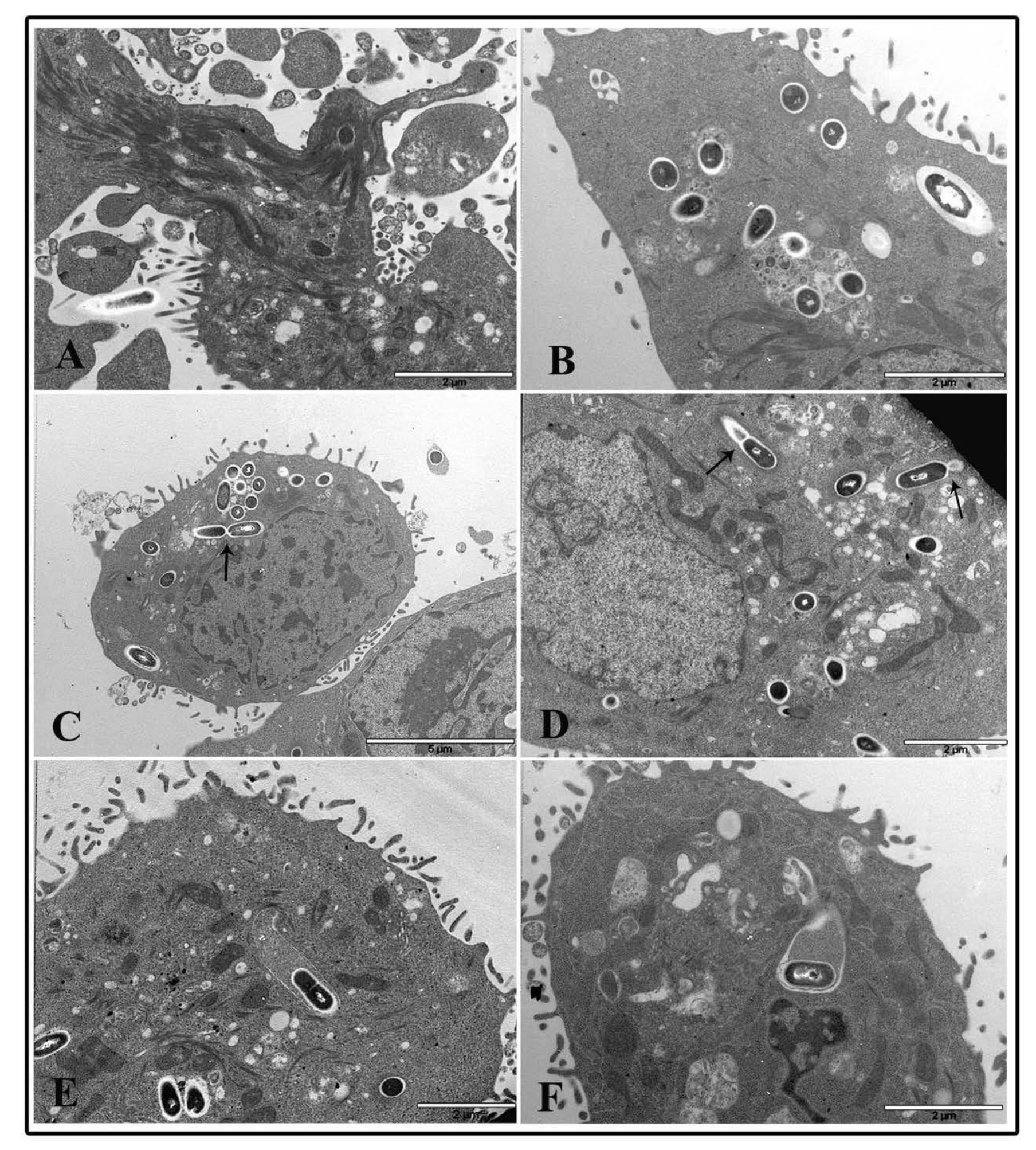 Nanomaterials 10 02196 g008