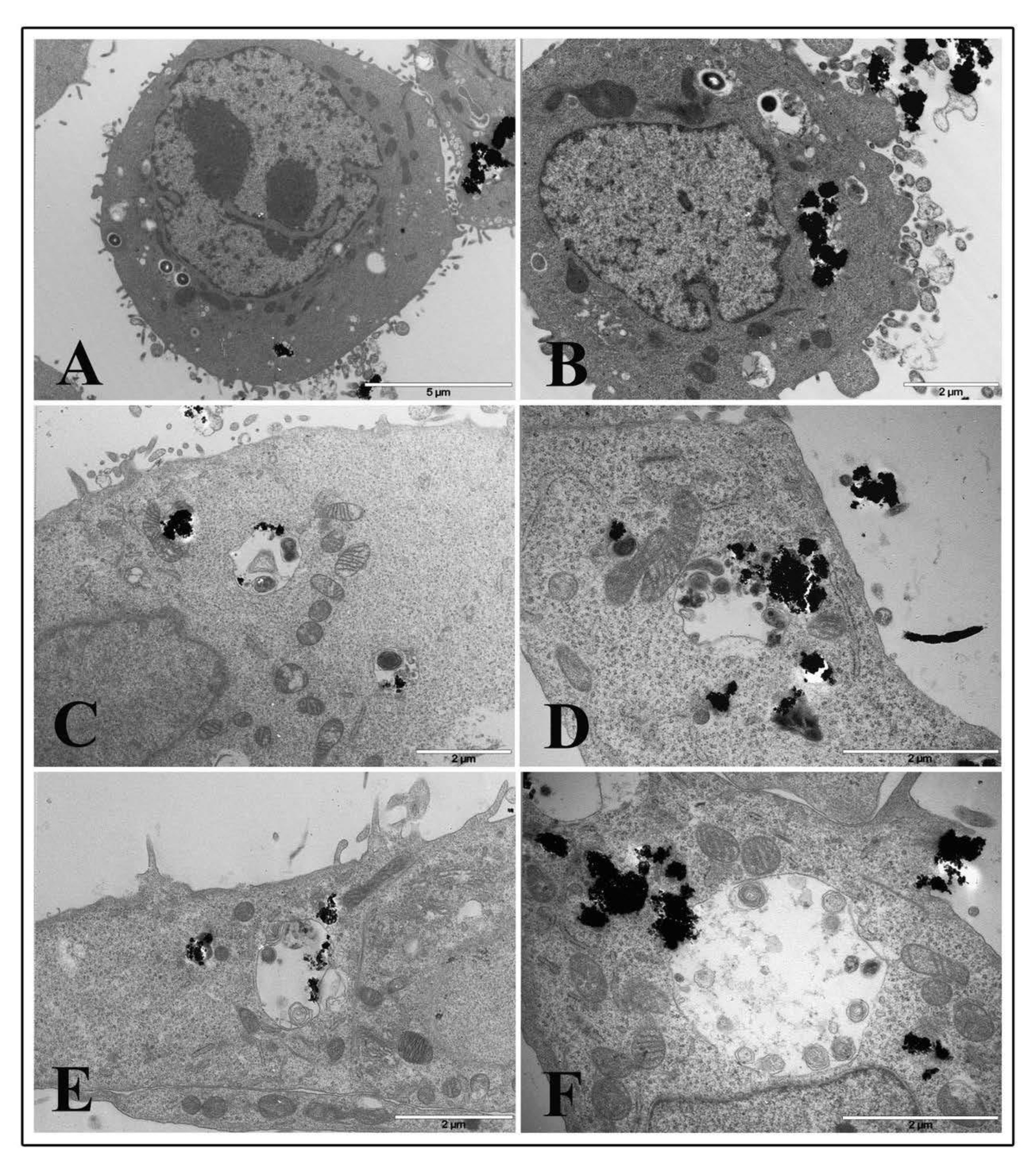 Nanomaterials 10 02196 g009