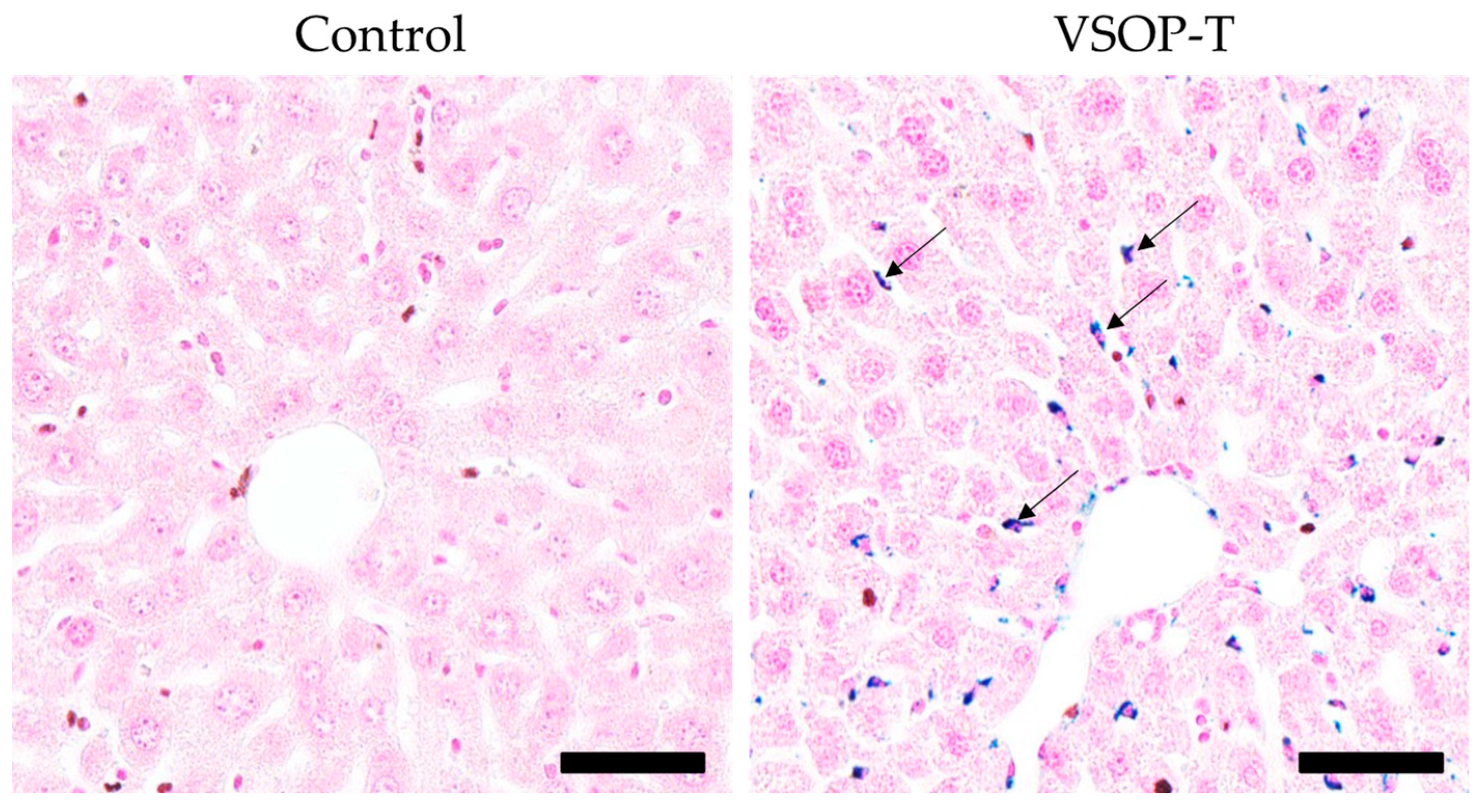 Nanomaterials 14 00773 g005