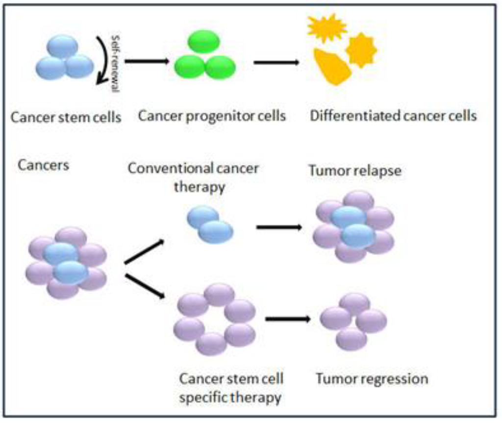 cell theory stem cells All living things are composed of cells (or cell products) 2 219 state that stem cells retain the capacity to divide and have the ability to differentiate along. cell theory stem cells All living things are composed of cells (or cell products) 2 219 state that stem cells retain the capacity to divide and have the ability to differentiate along.