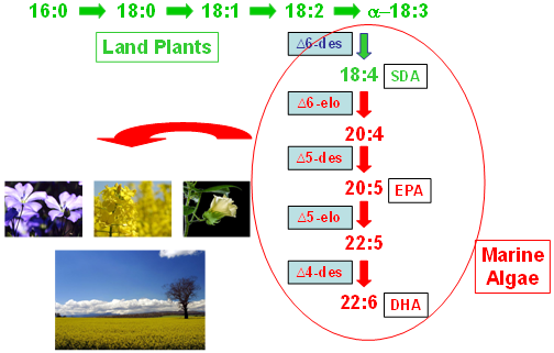 Nutrients 02 00572 g001