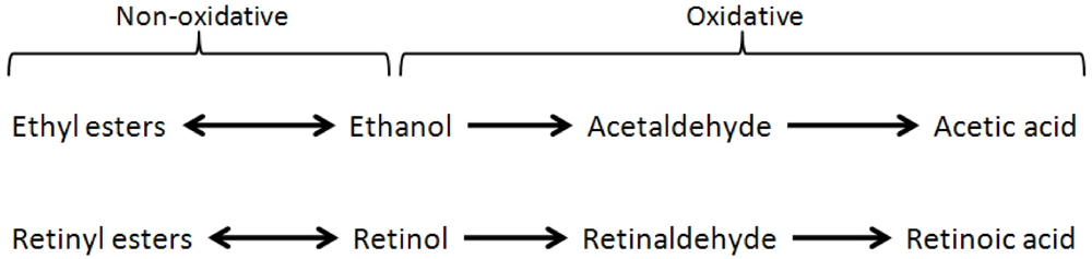 Nutrients 04 00356 g001 1024