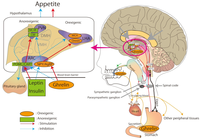 Nutrients 04 00967 g002 200