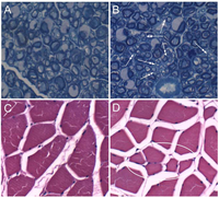Nutrients 04 01042 g001 200