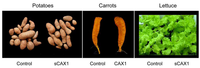 Nutrients 04 01120 g003 200