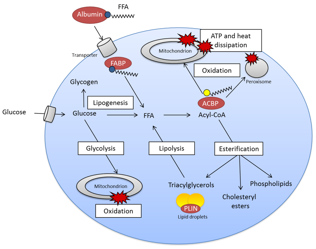 Nutrients 04 01898 g002 1024