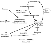 Nutrients 05 00340 g001 200