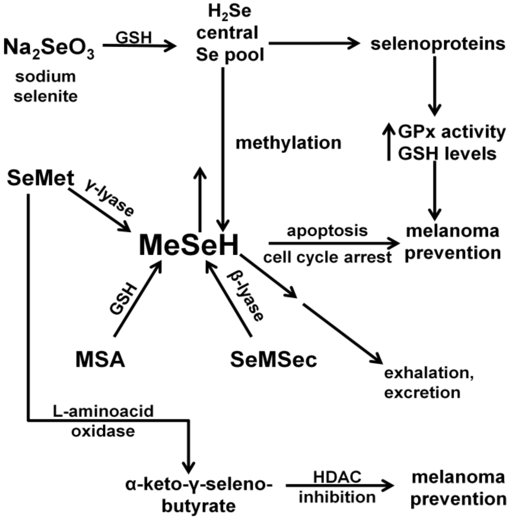 Nutrients 05 00725 g001 1024