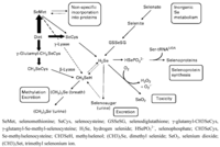 Nutrients 05 01149 g001 200