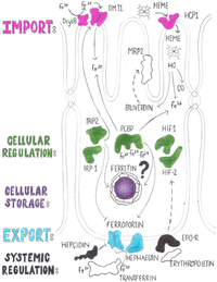 Nutrients 05 01622 g001 200