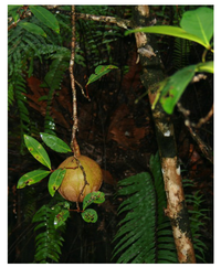 Nutrients 05 01757 g011 200
