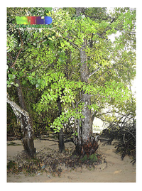 Nutrients 05 01757 g013 200